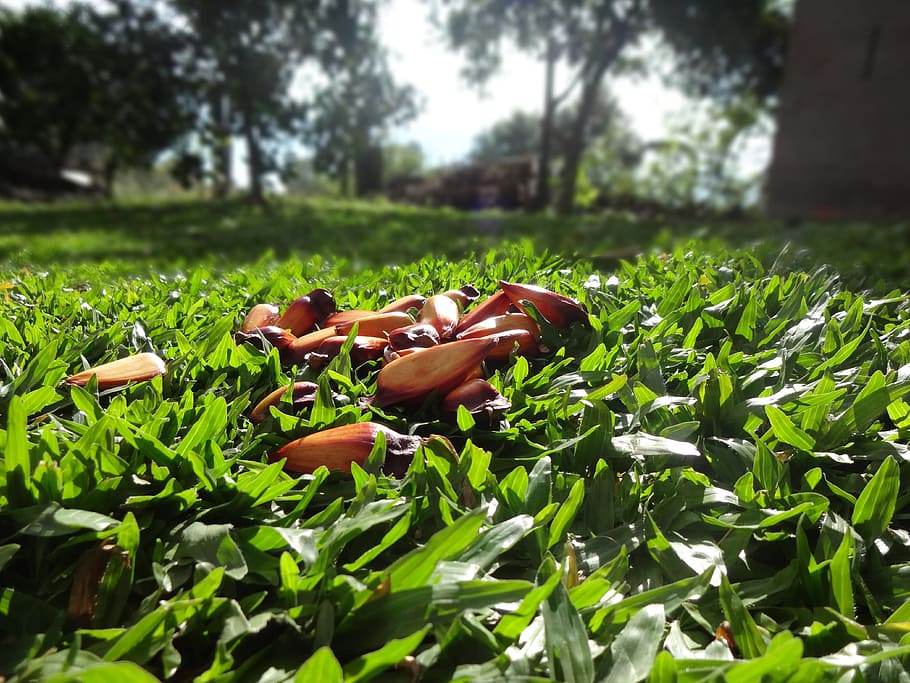 Fruits, Pinion, Araucaria, Pinheiro, grass, lawn, sol, morning, HD wallpaper