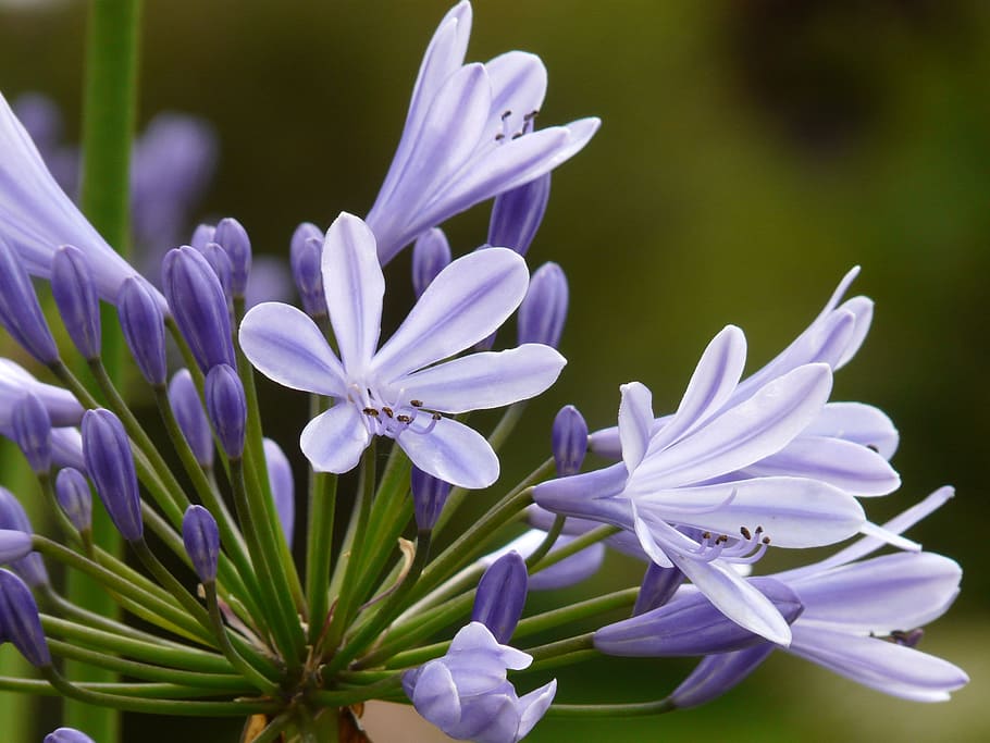 agapanthus, jewelry lilies greenhouse, agapanthoideae, lily, HD wallpaper