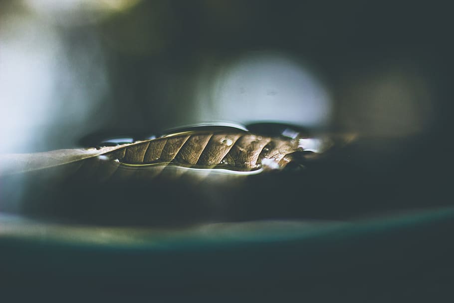 close photo of leaf on body of water, untitled, selective focus HD wallpaper