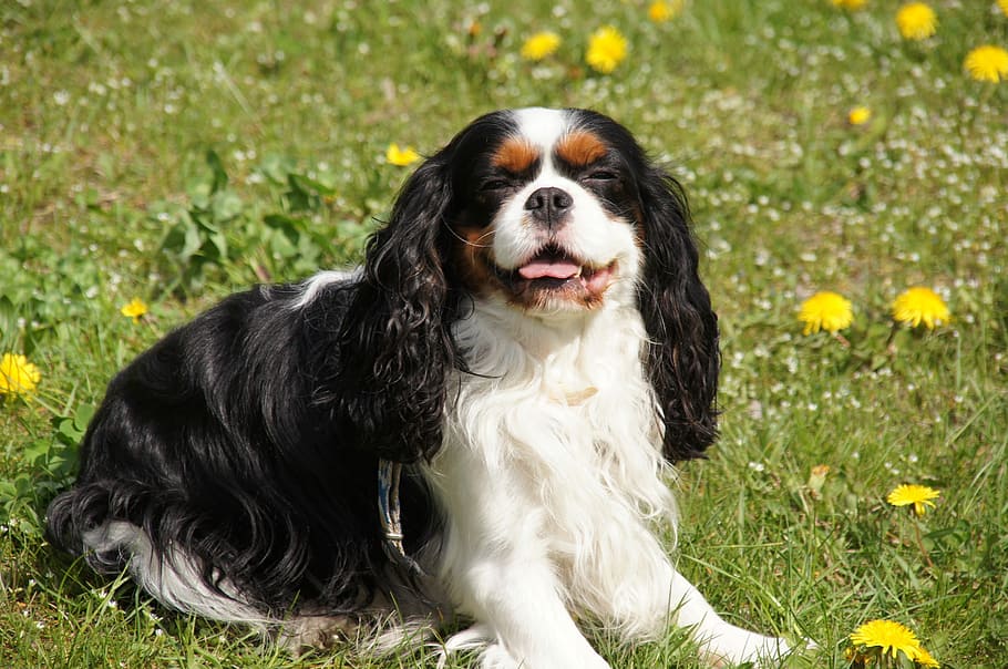 adult tricolor cavalier King Charles spaniel on grass field, Dog