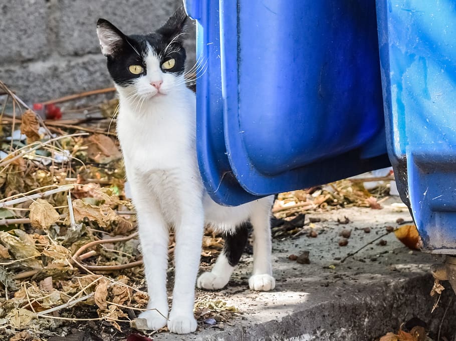 cat, stray, tramp, animal, homeless, street, looking, curious HD wallpaper