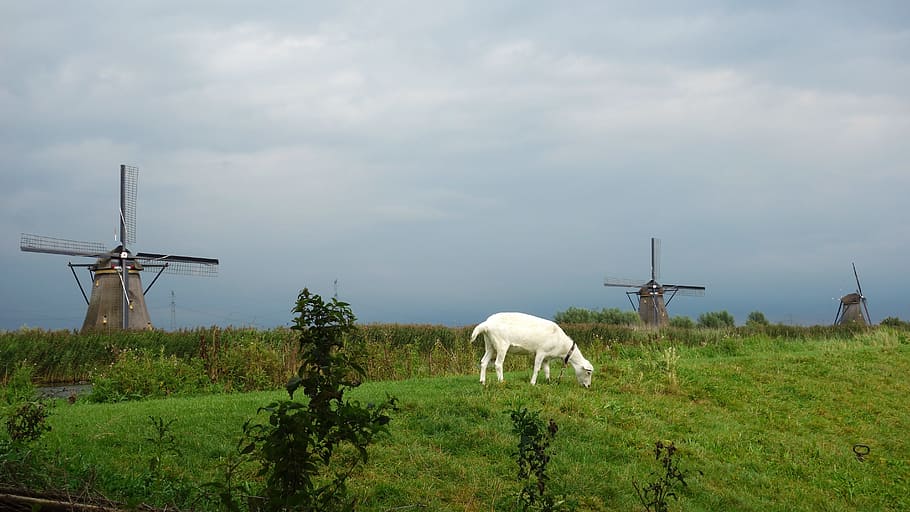 goat, mill, wind mill, landscape, grass, kinderdijk, cultural heritage HD wallpaper