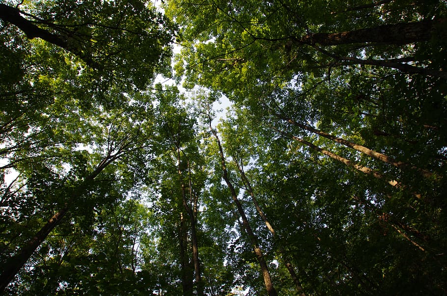 forest, nature, trees, plant, low angle view, beauty in nature HD wallpaper