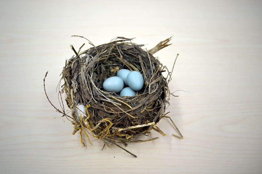 grey nest with eggs, bird, robin, thrush, saving, save for later