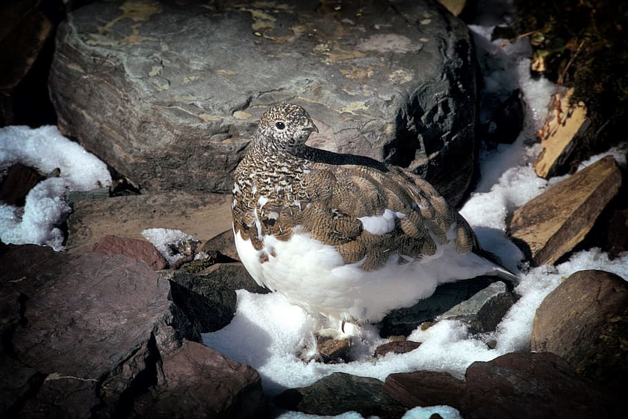 gray and white bird perching on brown rock, ptarmigan, montana