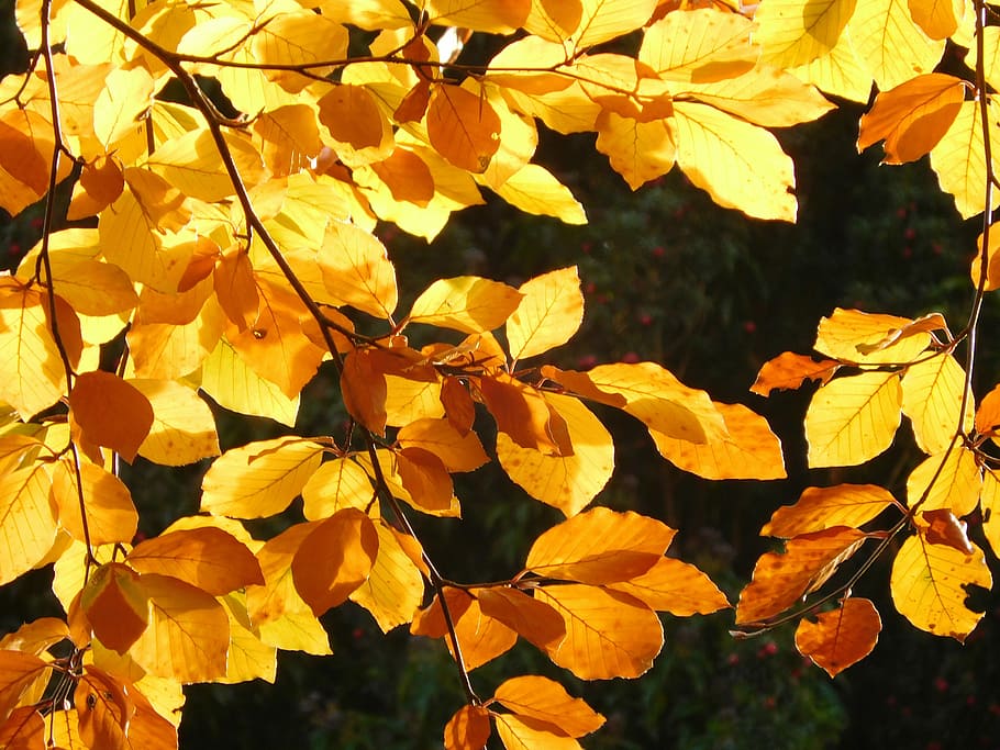 Leaf, Leaves, Yellow, Tree, Fall, Autumn, close-up, outdoors HD wallpaper