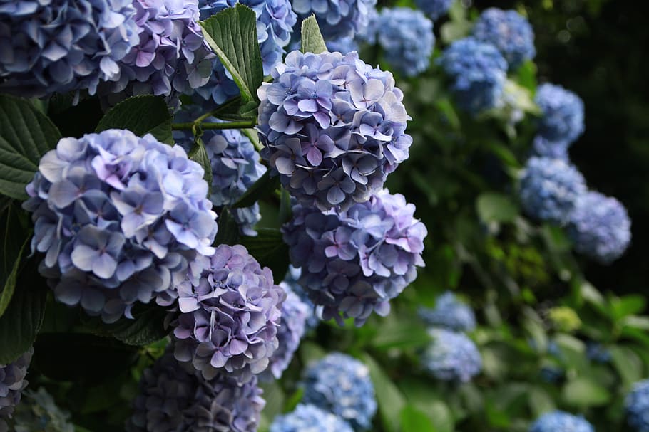 hydrangea, plant, flowers, beauty in nature, flowering plant HD wallpaper