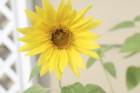sunflower, yellow, leaf, leaves, green, summer, nature, plant HD wallpaper