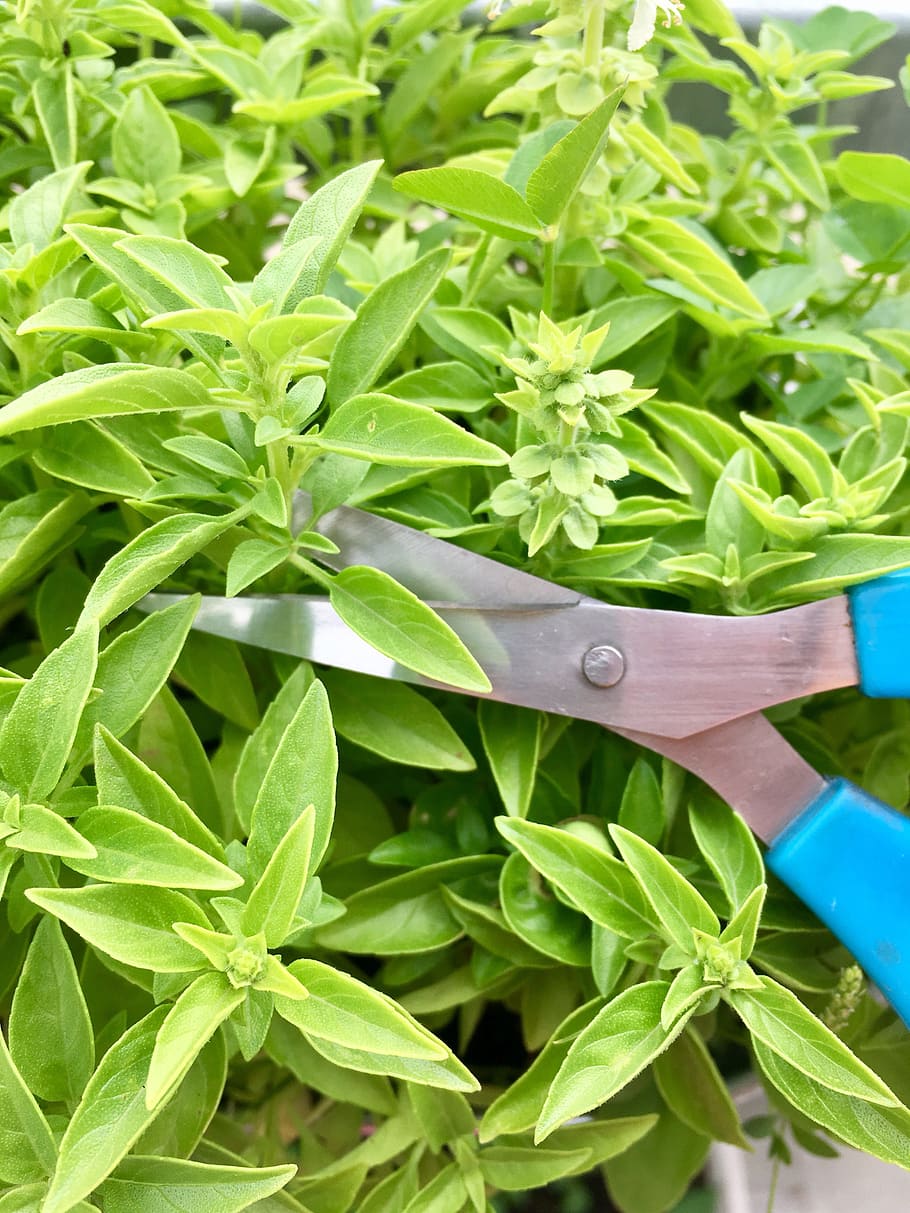 basil, herbs, scissors, green, cooking, seasoning, organic HD wallpaper
