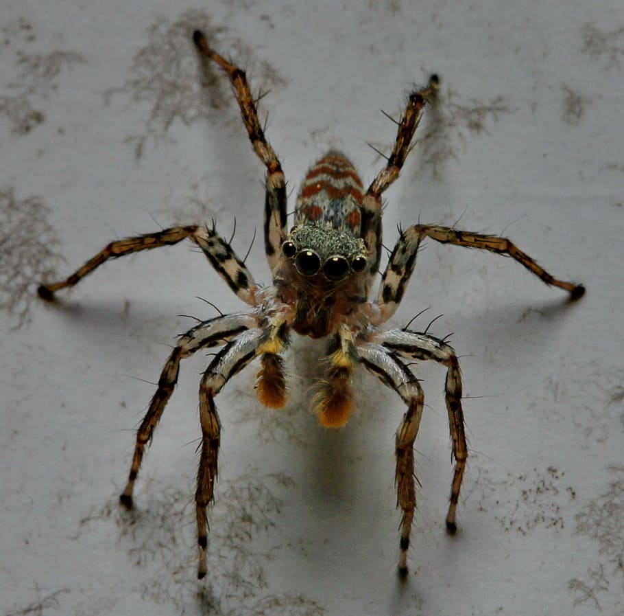 Jumping Spider, Eyes, Arachnid, Macro, hairy, predator, small HD wallpaper