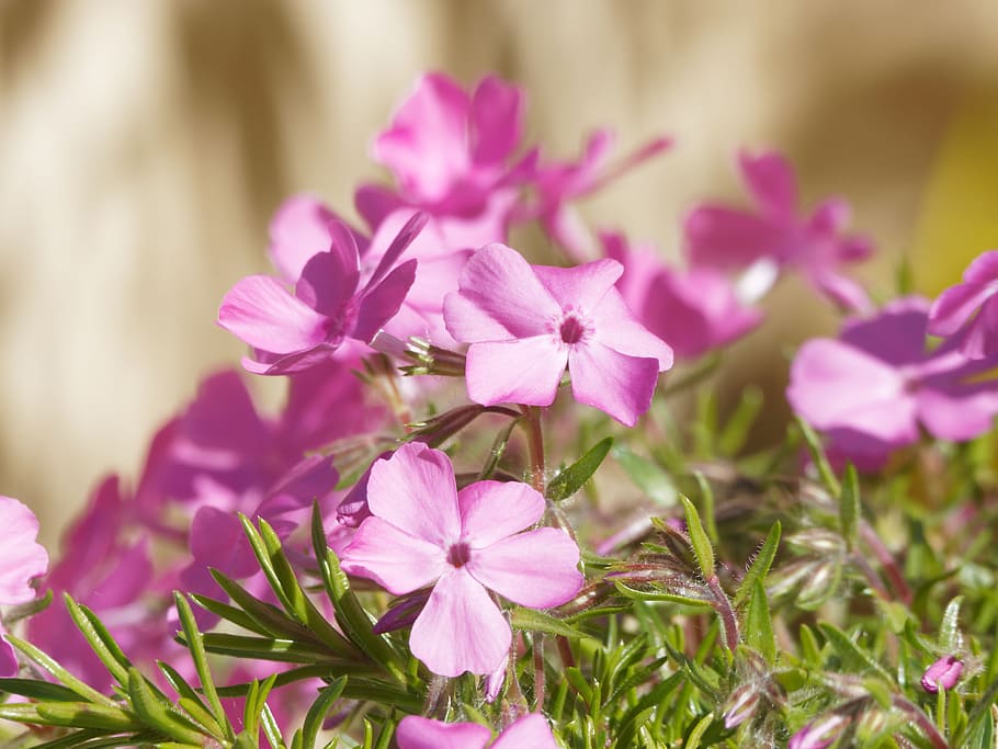 Flowers, Spring, Phlox, Garden, Nature, purple, pink, no people HD wallpaper