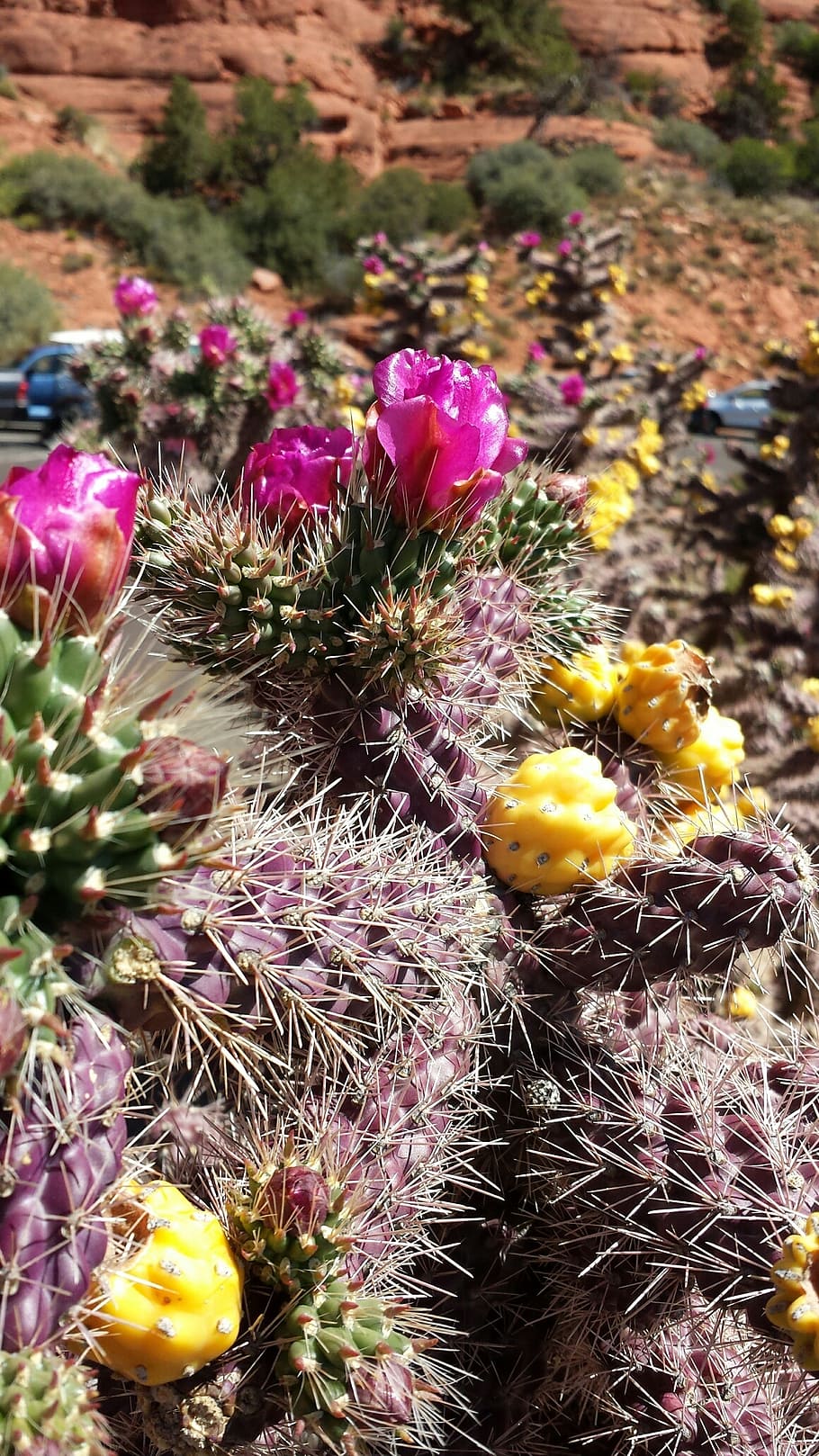 cactus, flower, desert, botany, flowering plant, succulent plant HD wallpaper