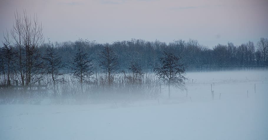 Fog, Landscape, Winter, Snow, Nature, dusk, atmospheric, east frisia HD wallpaper