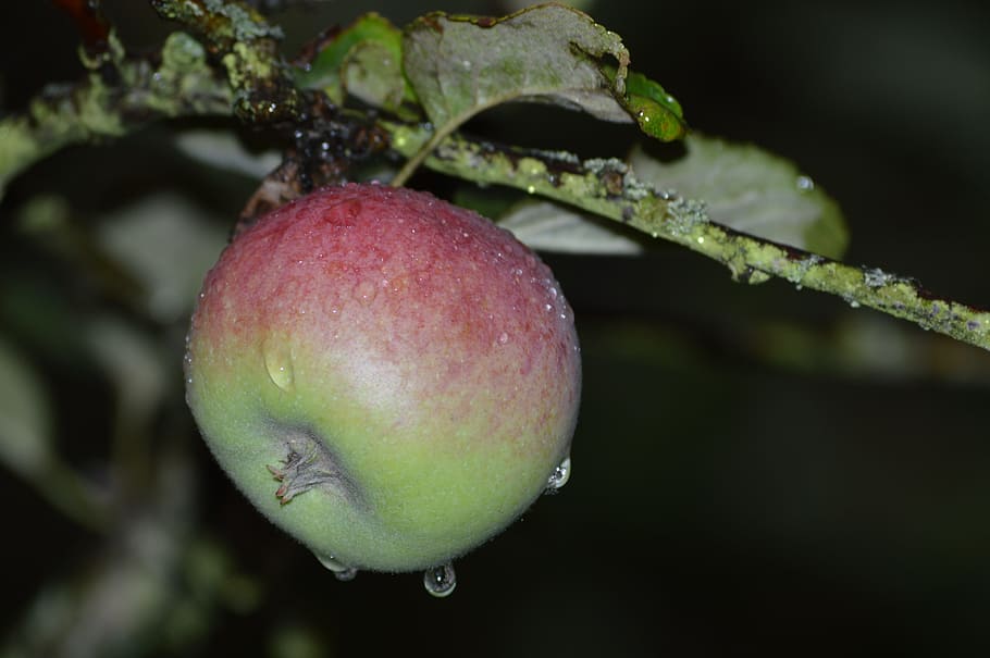 apple, fruit, apple tree, in the rain, food and drink, healthy eating HD wallpaper