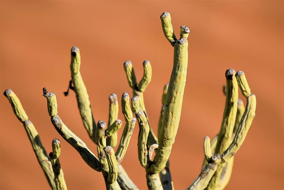 green plant during daytime, cactus plant, desert, macro, kalahari HD wallpaper