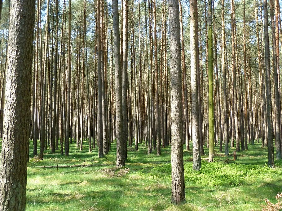forest, trees, nature, baustamm, fairy tale forest, log, plant HD wallpaper