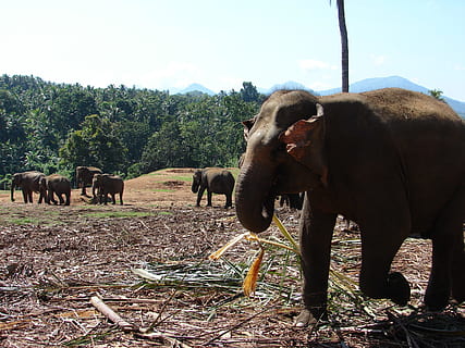 elephant, orphanage, kandy, sri, animal, lanka, asia, wild HD wallpaper
