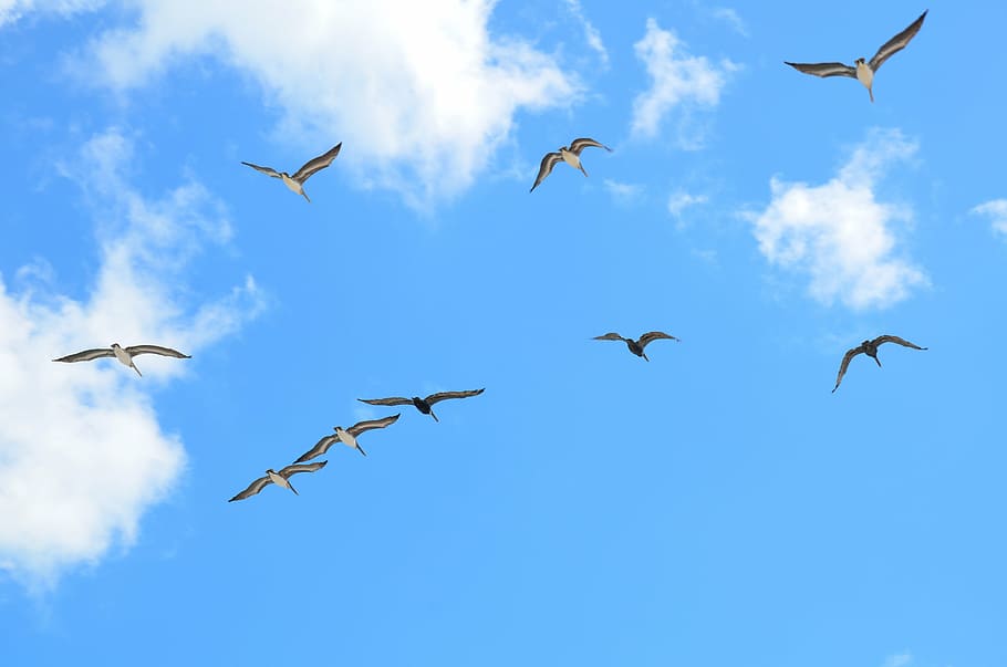 flock of flying birds, seagulls, avian, flight, sky, nature, dom