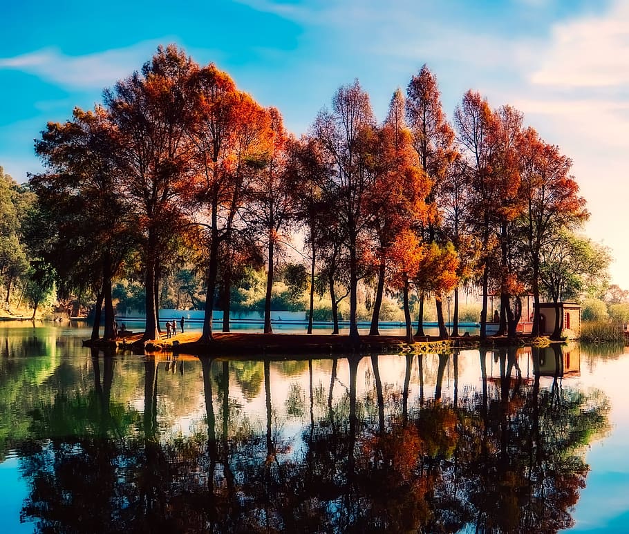 orange trees surrounded by body of water photo during daytime HD wallpaper