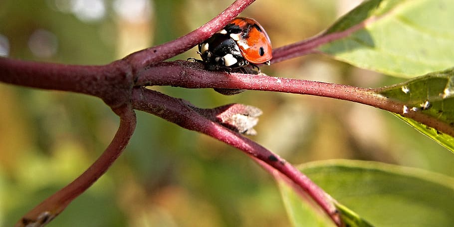bush, foliage, ladybug, macro, nature, insect, leaf, animal HD wallpaper