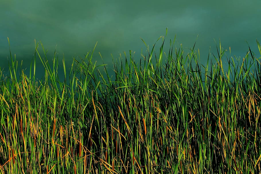 green grass, typha, bulrush, reed, lush, landscape, cattails HD wallpaper