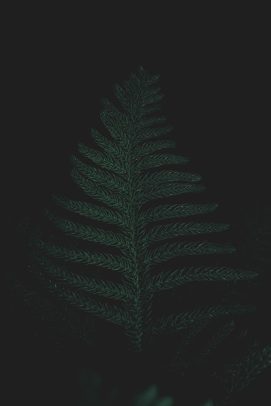 low light photography of green leafed tree, close-up photo of planet leaf HD wallpaper