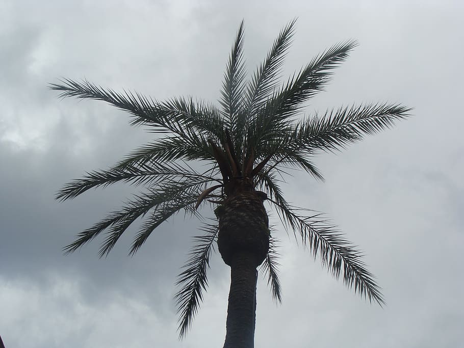 palm, gray, stormy, palm tree, tropical climate, sky, plant HD wallpaper