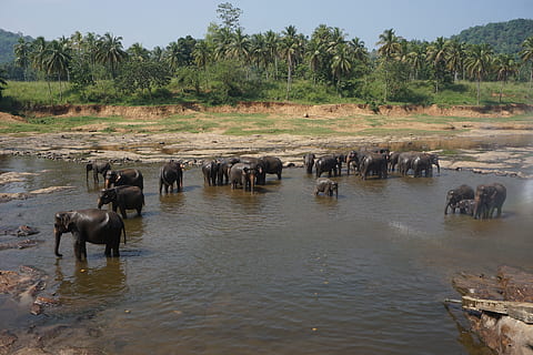 Elephant, Bath, River, Animal, Mammal, bathing, tourism, sanctuary HD wallpaper