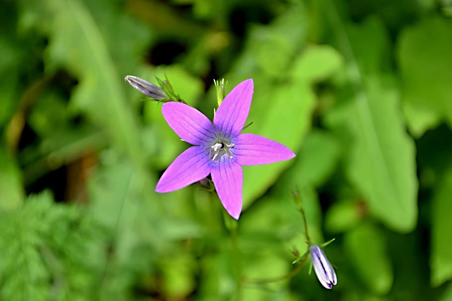 field bloom, meadow, flower, flowering plant, freshness, fragility HD wallpaper