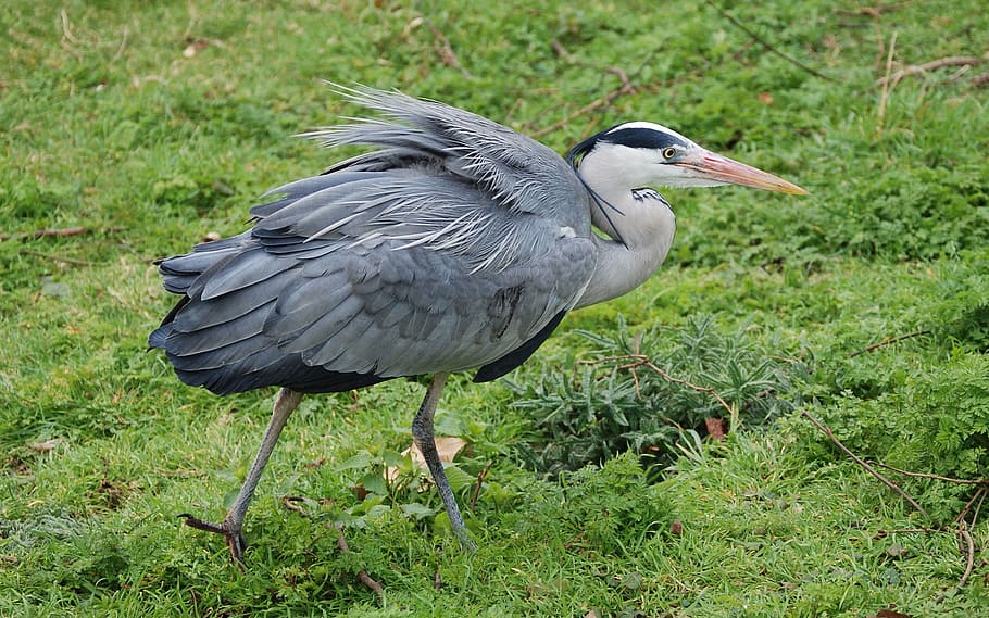heron, grey, beak, feather, ornithology, wild, standing, bird HD wallpaper