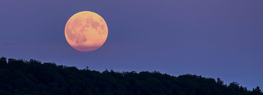trees under full moon, super moon, moonrise, night, evening HD wallpaper