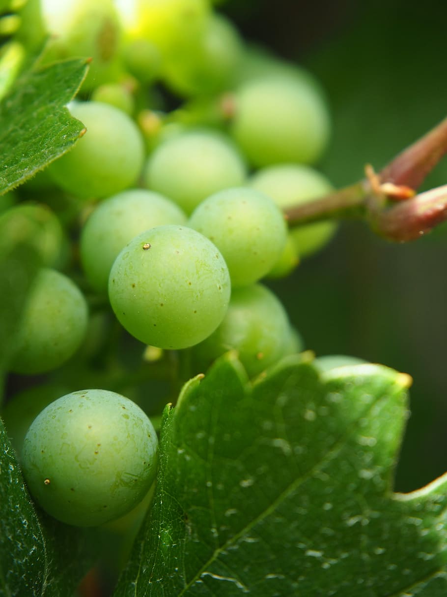 grape, wine, incomplete, fruit, winegrowing, green grapes, nature HD wallpaper