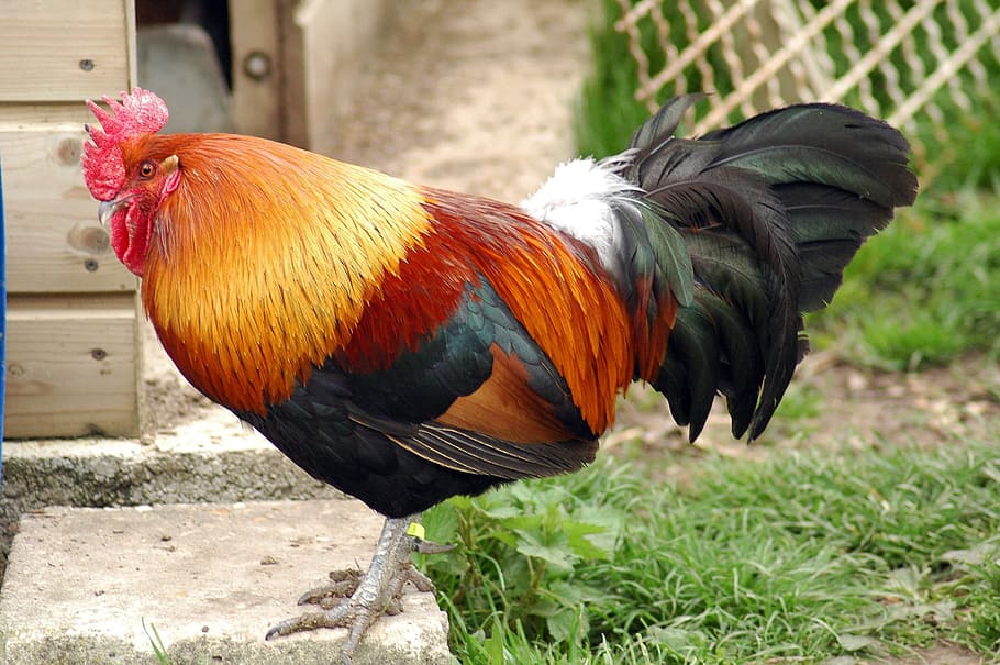 cock, bird, poultry, backyard, farm, nature, animals, animal themes HD wallpaper