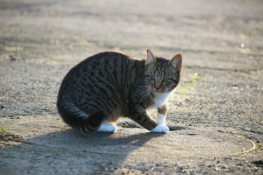 Cat, Kitten, Mackerel, young cat, domestic cat, one animal HD wallpaper