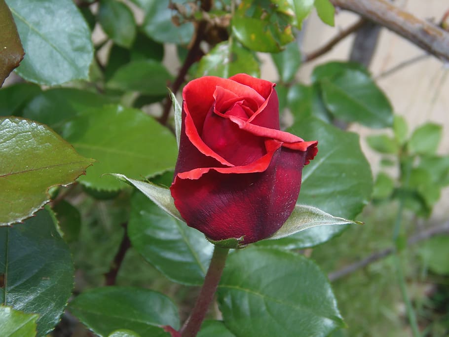 Red, Velvet, Light, Nature, Warmth, rosa, plants, mediterranean HD wallpaper