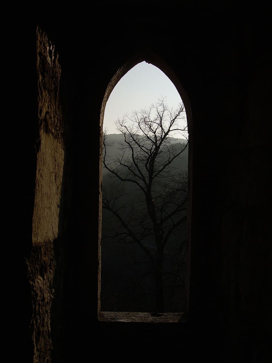 castle, ruin, window, tree, no people, architecture, plant HD wallpaper