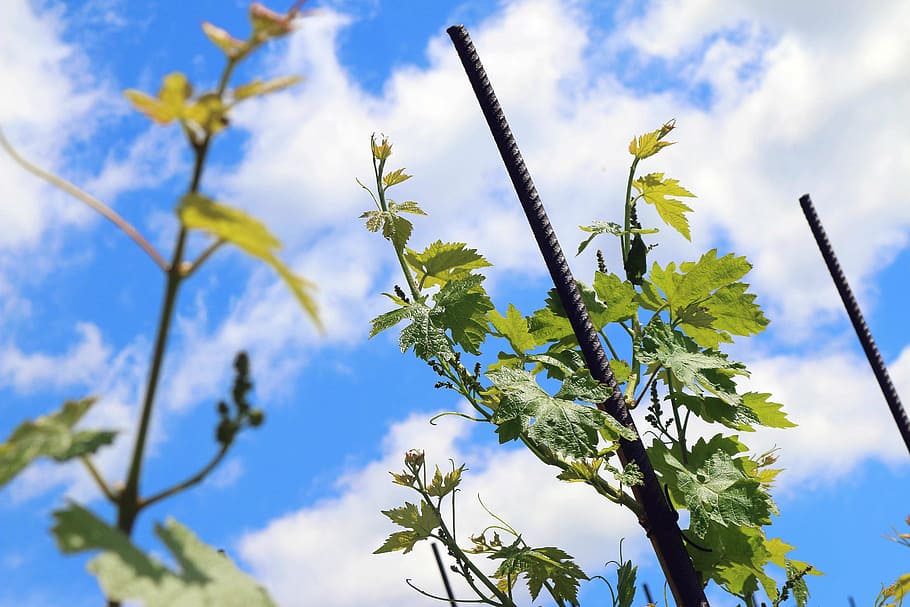 wine, vineyard, sky, nature, farm, vines, plant, growth, cloud - sky HD wallpaper