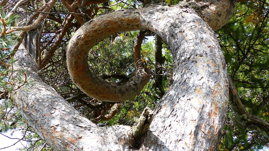 tree, tree trunk, twist, nature, wind, plant, day, no people HD wallpaper