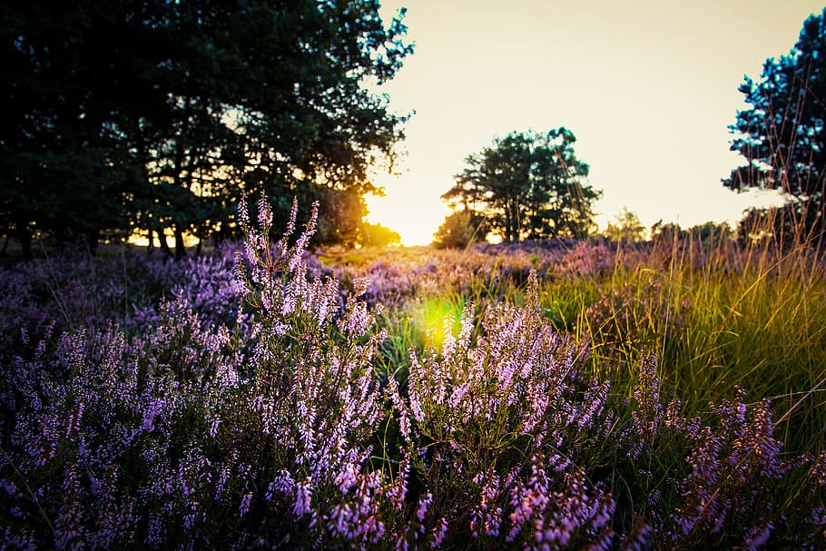 Purple Lavender on Field during Sunset, background, blooming HD wallpaper