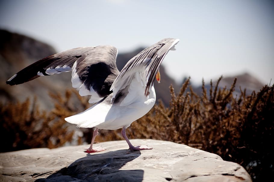 selective focus photography of bird standing on rock, seagull