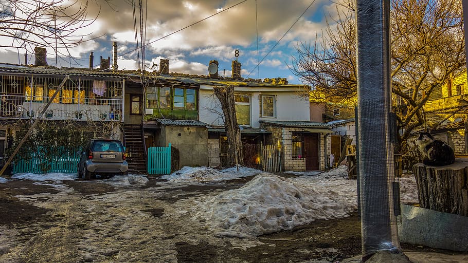odessa, yard, snow, cat, patio, built structure, architecture HD wallpaper
