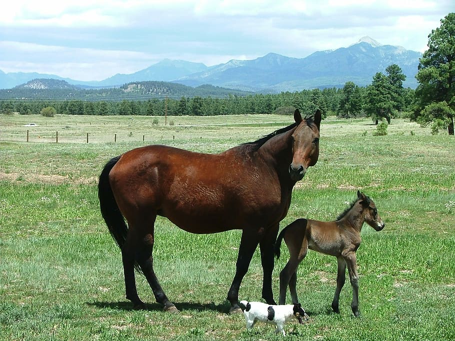 Mare, Foal, Jrt, horse, grass, animal, animal themes, day, domestic animals HD wallpaper