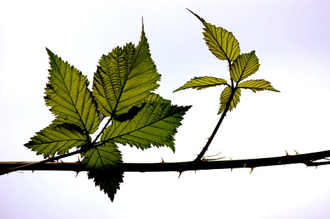 Tree, Nature, Summer, Outside, Forest, sheet, leaf, plant, branch HD wallpaper