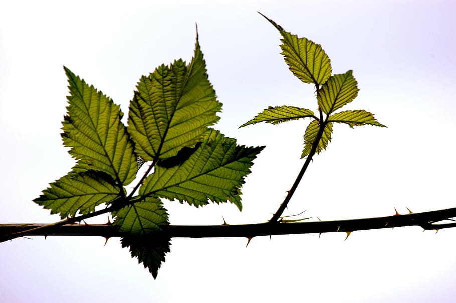 Tree, Nature, Summer, Outside, Forest, sheet, leaf, plant, branch HD wallpaper