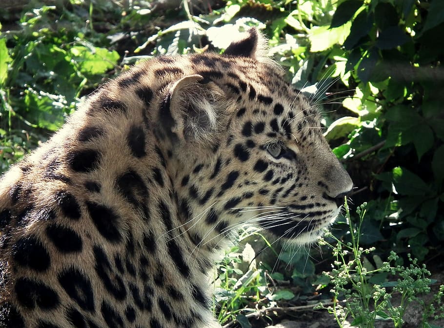 leopard, cat, big cat, close, portrait, one animal, animal themes HD wallpaper