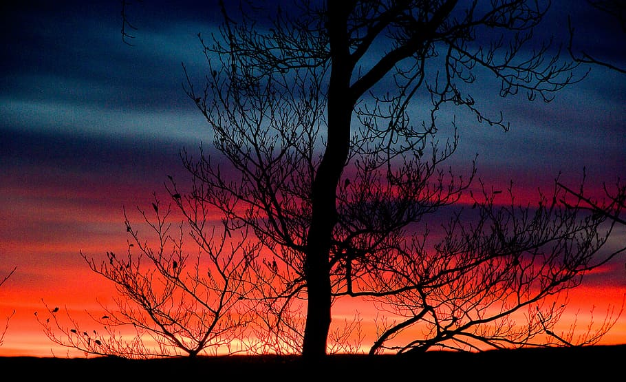 sunset, evening, twilight, sky, tree, silhouette, cloud - sky HD wallpaper