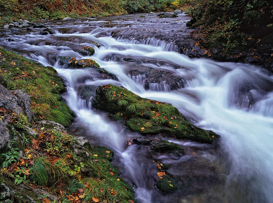 time lapsed photo on waterfall with flowers, clear stream, moss HD wallpaper