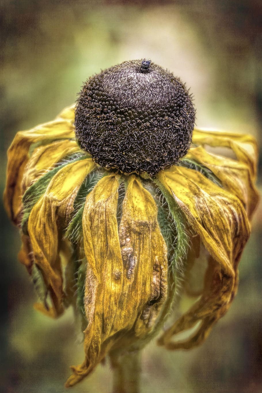 flower, withered, nature, dead, dry, macro, dry-wildflowers HD wallpaper