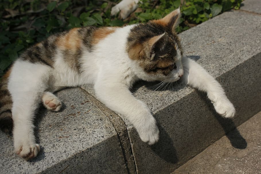 sunshine, kitty, paw, lazy, lay, outdoor, domestic cat, one animal HD wallpaper