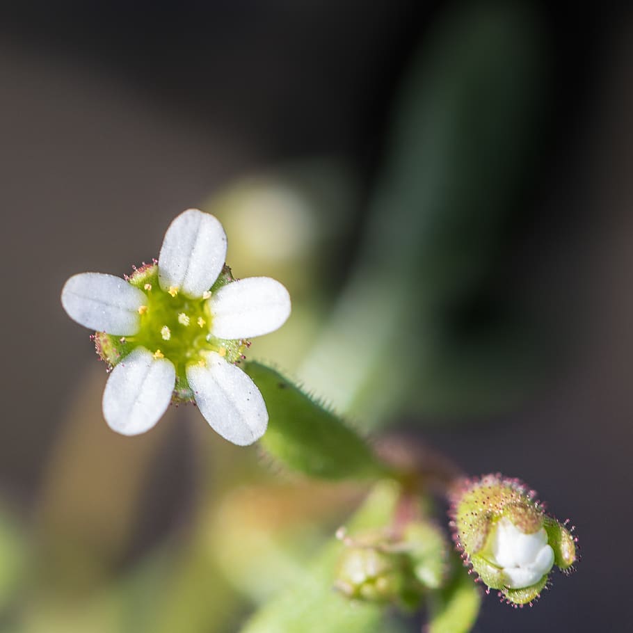 white flower, nature, plant, flowering plant, growth, vulnerability HD wallpaper